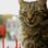 Kedi (2017) izle